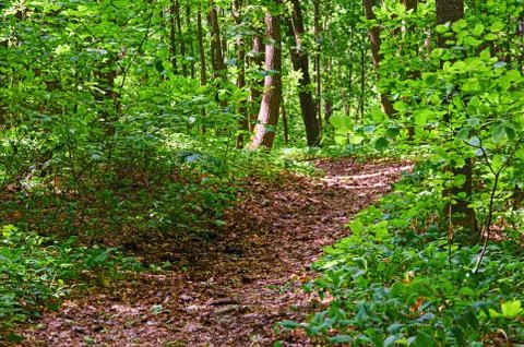 Walking paths in the forest for running. Stock Photos