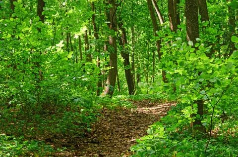 Walking paths in the forest for running. Stock Photos