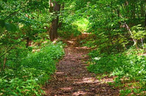 Walking paths in the forest for running. Stock Photos