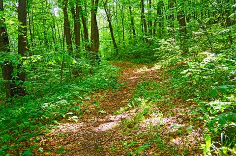 Walking paths in the forest for running. Stock Photos