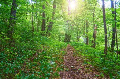 Walking paths in the forest for running. Stock Photos