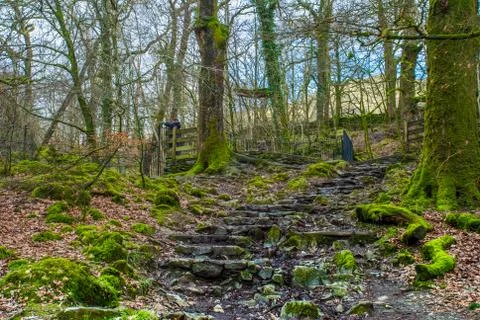 Walking paths with green trees in the forest. Beautiful way through the autum Foto stock