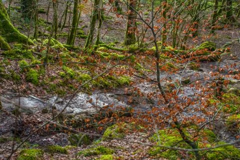 Walking paths with green trees in the forest. Beautiful way through the autum Foto stock