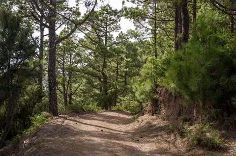 Walking paths of La Esperanza forest, Canary islands Stock Photos