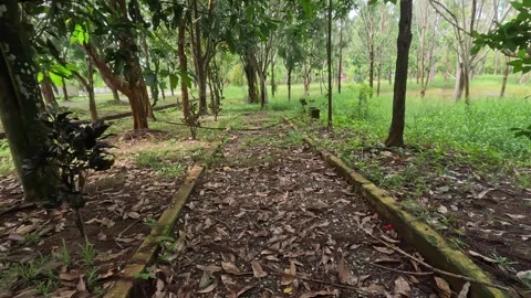 Walking on pathway in abandoned park with overgrown grass and dry old trees a Stock Footage 295169816
