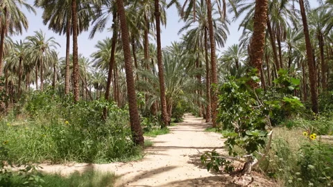 Walking on pathway in date palm tree plantation in Tozeur, rural oasis Tunisia Stock Footage 345034701