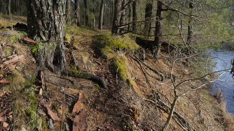 Walking pathway in the forest, riverbank covered with moss on a sunny day. Video stock 124243354