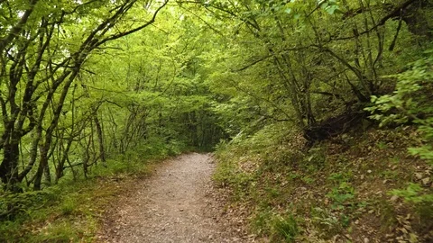 Walking pathway in green forest.  Stock Footage 115623085