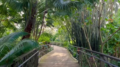 Walking on a pathway in Harry P Leu tropical botanical gardens in Orlando. Stock Footage 333602372
