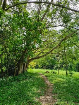 A walking pathway through a lush green forest during a bright sunny day. Stock Photos