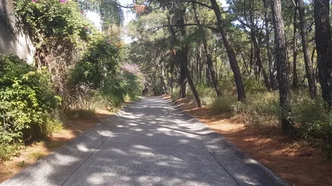 Walking on a paved road between vegetation and trees Stock Footage 127629419