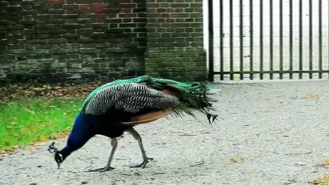 Walking peacock in the fall Stock Footage 97276140