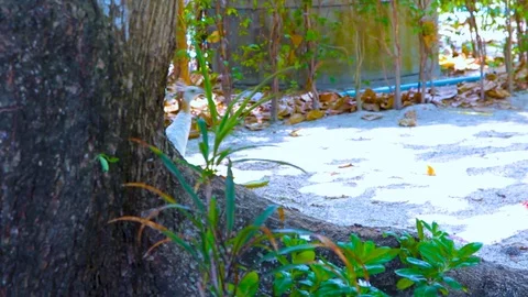 Walking peacock Stock Footage 89577215