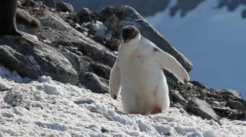 Walking Penguin Stock Footage 55484104