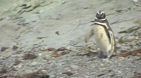 Walking penguin, land of fire, pan Stock Footage 48899574