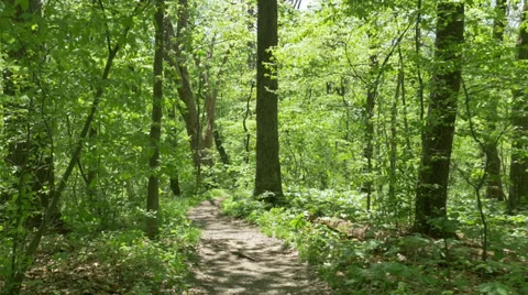 Walking on a Pennsylvania Trail in the Woods Steadicam Stock Footage