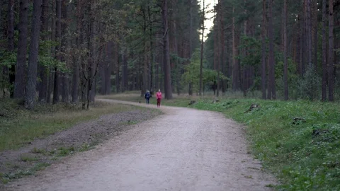 Walking people in the evening forest Stock Footage 116605453