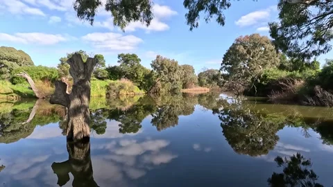 Walking perspective by the Werribee River, beautiful scenery with Eucalypt trees Vídeos de archivo 274051809