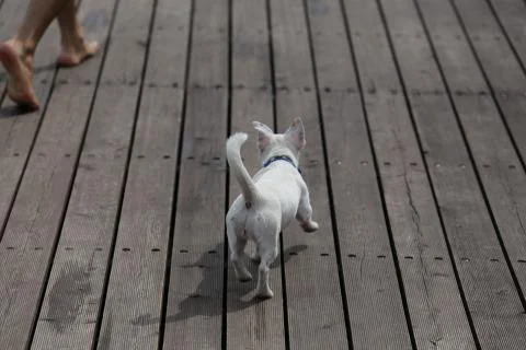 Walking pet. Close up Stock Photos