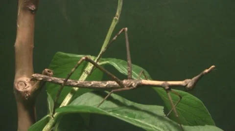 Walking Phasmid - Stick Insect Video stock 8572428