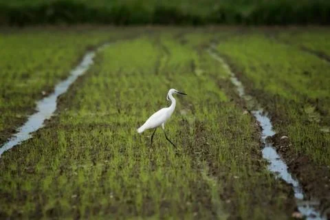 Walking Stock Photos