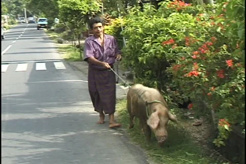 Walking a pig in Bali Video stock 4657818