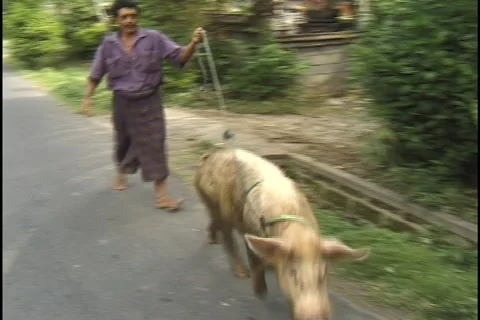 Walking a pig in Bali version 2 Video stock 4659773