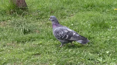 A walking pigeon Stock Footage 24696649