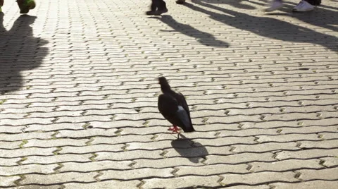 Walking pigeons and moving shadows of stepping people Stock Footage 41753211