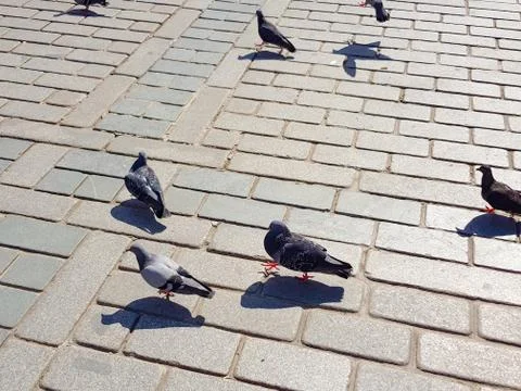 Walking pigeons Stock Photos
