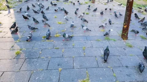 Walking with pigeons  |  SlowMotion  |  4K Stock Footage 279782494