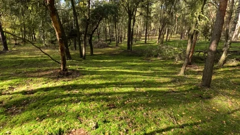 Walking on a pine forest floor densely covered with moss and grass Stock Footage 319758377