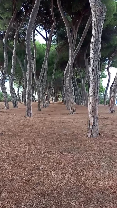 Walking in the pine forest Stock Footage 287736610