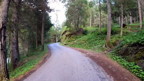 Walking a Pine Forest Road Stock Footage 117134118