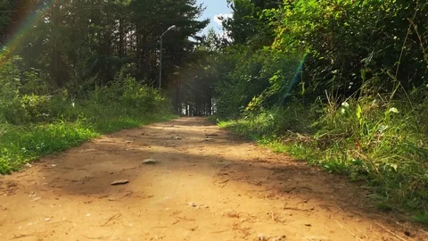 Walking in a pine green forest on a sunny day. The sun's rays pass through trees 스톡 동영상 115100345