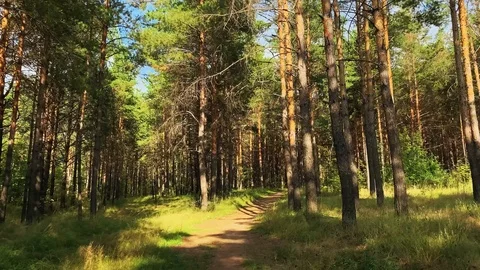 Walking in a pine green forest on a sunny day. The sun's rays pass through trees 스톡 동영상 115100367