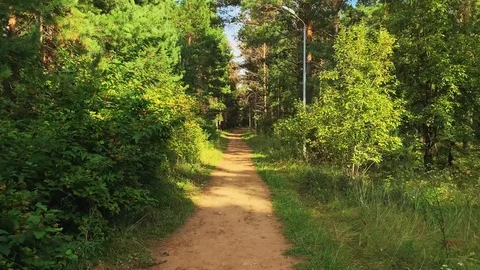 Walking in a pine green forest on a sunny day. The sun's rays pass through trees 스톡 동영상 115100375