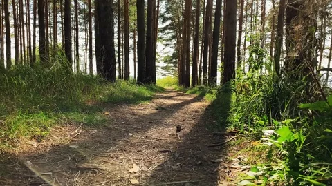 Walking in a pine green forest on a sunny day. The sun's rays pass through trees 스톡 동영상 115100427
