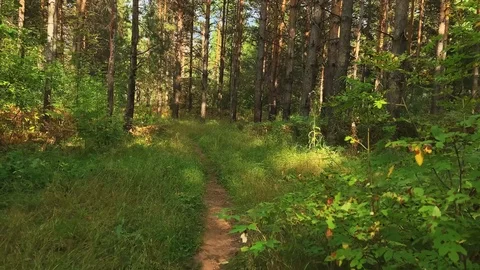 Walking in a pine green forest on a sunny day. The sun's rays pass through trees 스톡 동영상 115100485