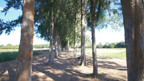Walking in the Pine tree in the autumn park Video stock 101004609