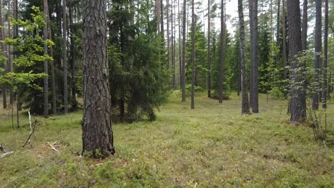 Walking in pine tree forest in summer Stock Footage 260607271