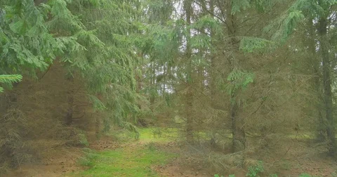 Walking in pine woods. Forest nature landscape steadicam. Stock Footage 79856632