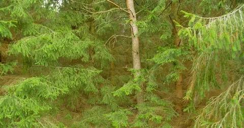 Walking in pine woods. Forest nature landscape steadicam. Stock Footage 79858733