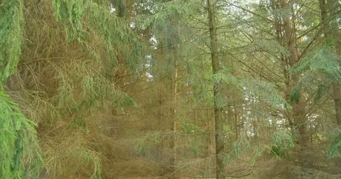 Walking in pine woods. Forest nature landscape steadicam. Video stock 79859040