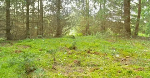 Walking in pine woods. Forest nature landscape steadicam. Stock Footage 79859461