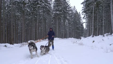Walking playful lively husky dogs on snowy forest trail with towering Stock Footage