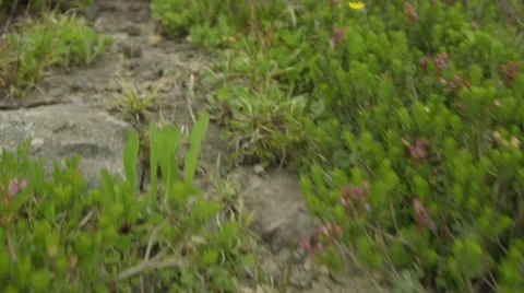 Walking point of view Stock Footage 59327427