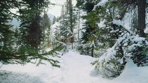 Walking point of view in winter landscape with snow covered evergreen trees Stock-Footage 129419541