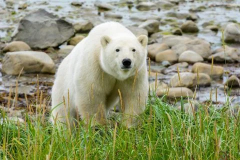 Walking polar bear Stock Photos