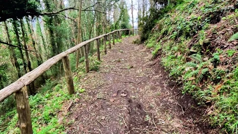 Walking POV along a path in a mountain forest surrounded by trees Stock Footage 334863623